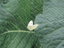 Black extruded square bird netting is covering the cabbage and a butterfly staying on it. 