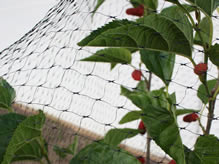 Black diamond extruded bird netting is covering the waxberry tree and several mature waxberries on the trees.