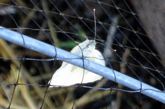 Black extruded garden netting is installed on the metal posts and a white butterfly is trying to passing it.
