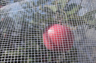 White leno-weaving hail netting is covering the apple tree and a red apple in the netting.