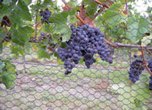 Black hexagonal knitted bird netting is installed on the vineyard and several mature grapes in it.