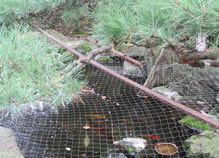 Diamond knitted bird netting is installed on the top of the pond and several fishes in it.