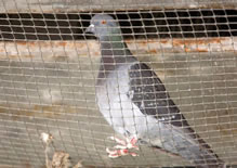A piece of transparent color square knotted bird netting and a pigeon in it.