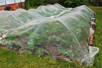 White interweave insect screen is covering the strawberry plants.