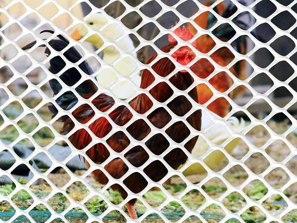 Several adult chicken in the square poultry barrier fence.