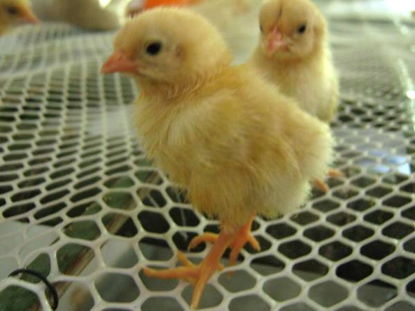Two little chickens is standing on the white hexagonal poultry bed netting.