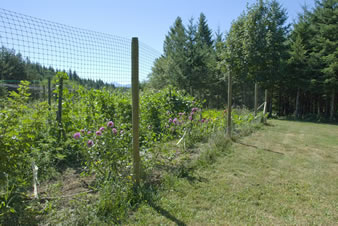 Rounded strand deer fence is installed on the wooden post surrounding the garden.
