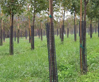 Several trees are protected by the black reinforced structure tree guards.