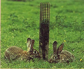 A black tree guards is installed around a young tree and two rabbits are lying beside of it.