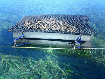 A set of float oyster mesh bag is fixed on the cable with several oysters in the bags.