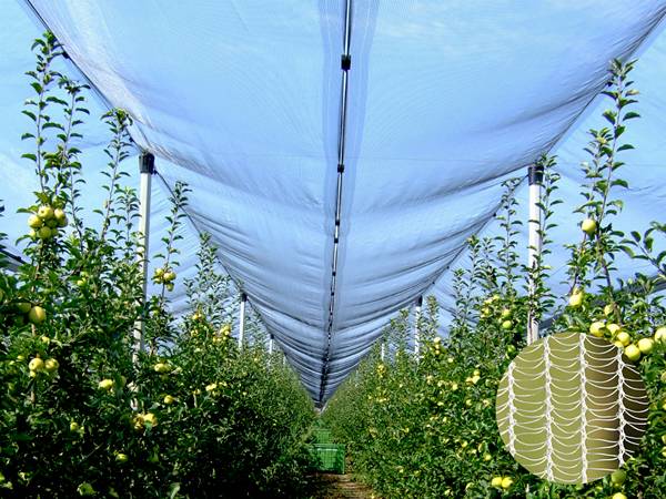 The crabapple trees are protected with white cross stitched hail netting.