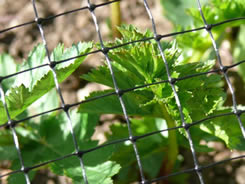 The garden netting is covering the vegetables.