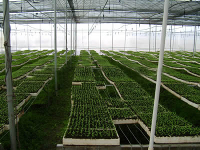 Black shade cloths are installed above the green house.