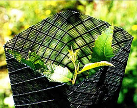 Lay flat tree guard is installed on the grassland and a young plant in it.